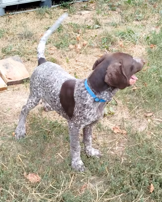Cucciolo maschio Cane da tartufi