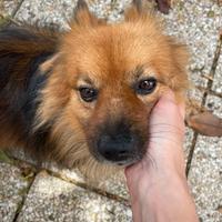 Volpino italiano per monta