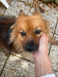 Volpino italiano per monta