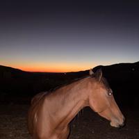 Cavalla siciliana di 4 anni