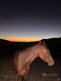 Cavalla siciliana di 4 anni