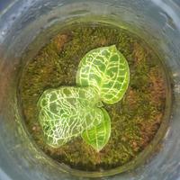 TERRARIUM con ORCHIDEA GIOIELLO