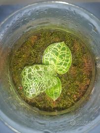 TERRARIUM con ORCHIDEA GIOIELLO