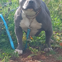 American bully pochet femmina