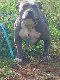 American bully pochet femmina