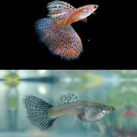 Guppy Red Grass Show