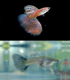 Guppy Red Grass Show