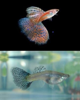 Guppy Red Grass Show