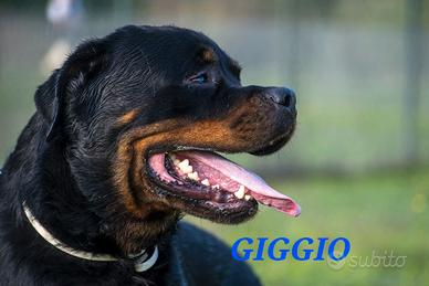 Cani da adottare in canile a Roma nord