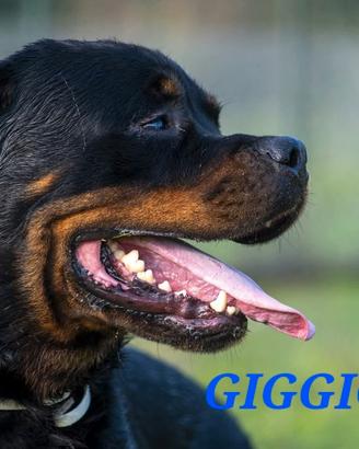 Cani da adottare in canile a Roma nord