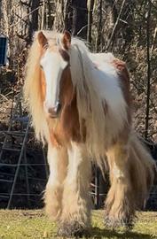 Gypsy Vanner