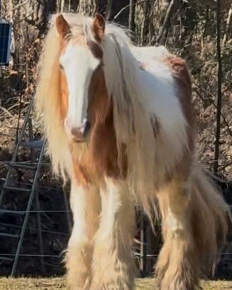 Gypsy Vanner