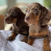 BASSOTTO NANO - BASSOTTI NANI ESOTICI pag 12 rate