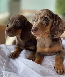 BASSOTTO NANO - BASSOTTI NANI ESOTICI pag 12 rate