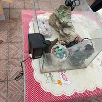 Tartarughiera + accessori