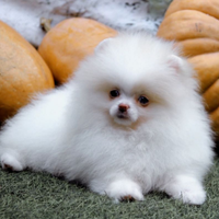 Spitz di pomerania Mini toy