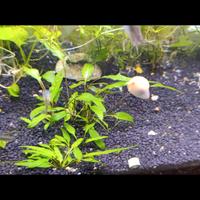 criptocoryne wenditii green 