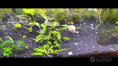 criptocoryne wenditii green 