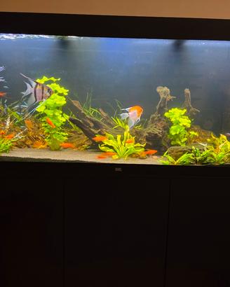 acquario juwel rio 450
