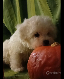 Bichon frisé