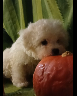 Bichon frisé