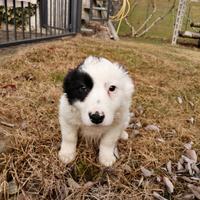 Cuccioli di Border Collie