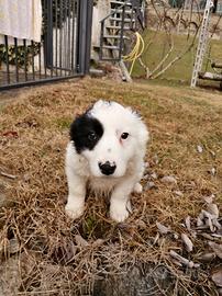 Cuccioli di Border Collie