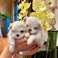 Cuccioli maltesi