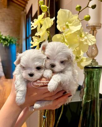 Cuccioli maltesi