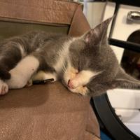 Gatta bianca e grigia con occhi verdi