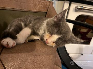 Gatta bianca e grigia con occhi verdi