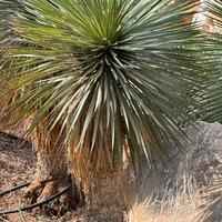 Yucca rostrata 1 metro