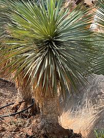 Yucca rostrata 1 metro