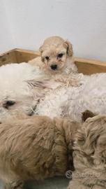 Maltipoo