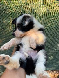 Border collie cucciole