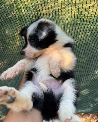 Border collie cucciole