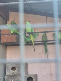 Parrocchetti maschi a femmine 3 anni