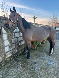 Cavalla da scuola maneggio salto