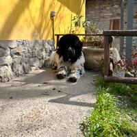 Terranova maschio disponibile per monta