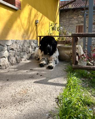 Terranova maschio disponibile per monta