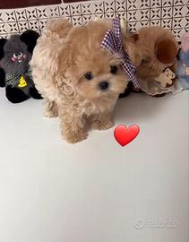 Cuccioli di barboncino taglia mini Toy