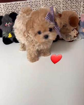 Cuccioli di barboncino taglia mini Toy