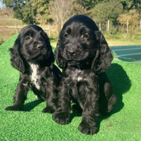 Cocker spaniel