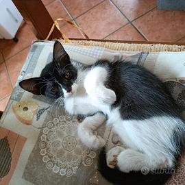 Gattina femmina