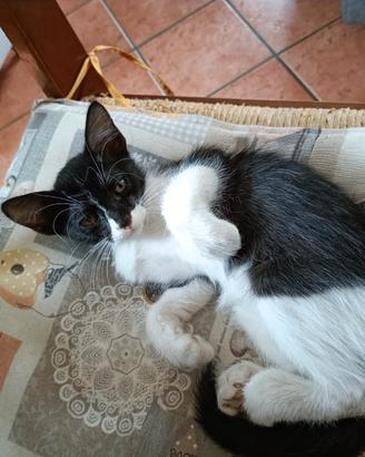 Gattina femmina