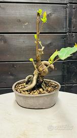 Bonsai cinese contogno shoin