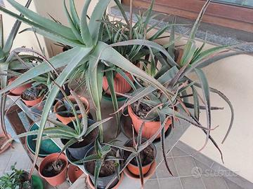 piante di Aloe