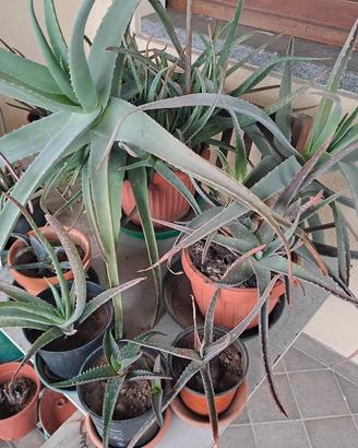 piante di Aloe