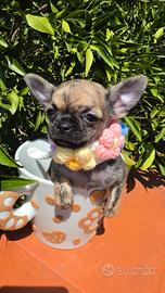 chihuahua mini con pedigree