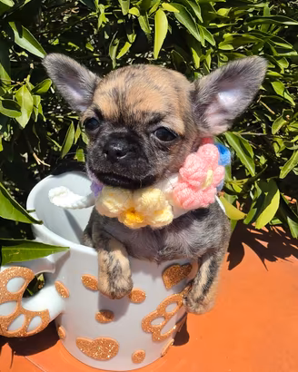 chihuahua mini con pedigree